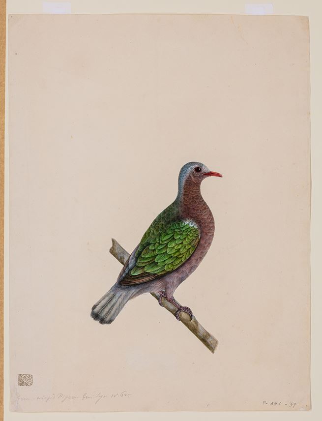 A Study of a Male Asian Emerald Dove, Chalcophaps indica | MasterArt